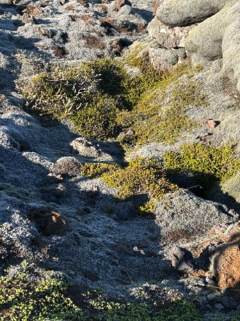 moss growing on volcanic rocks